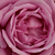Violet - Trandafir pentru straturi Floribunda - Blue Parfum ®